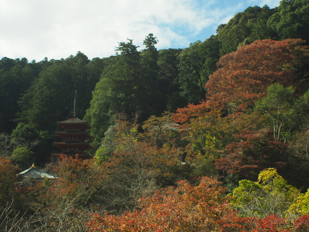 長谷寺でお写ん歩