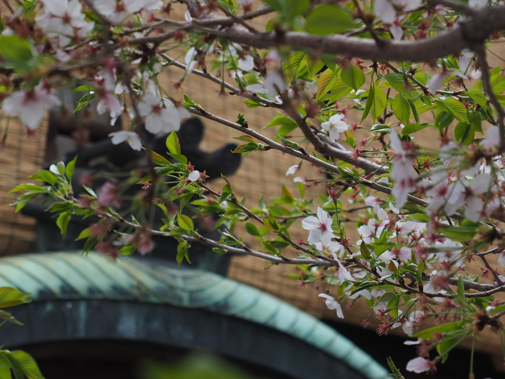 京都お散歩中の１枚