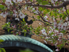 京都お散歩中の１枚