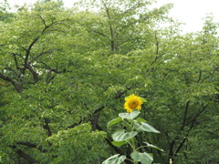 お散歩中の１枚