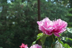 花！