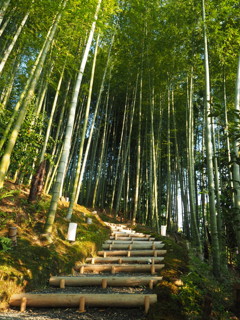高台寺の竹林