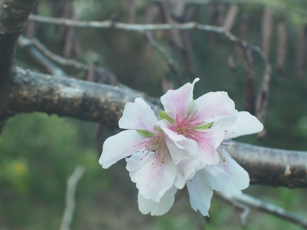 十月桜