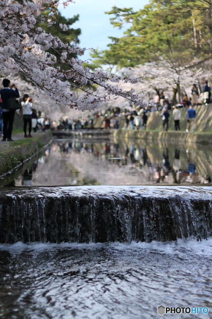 桜と人