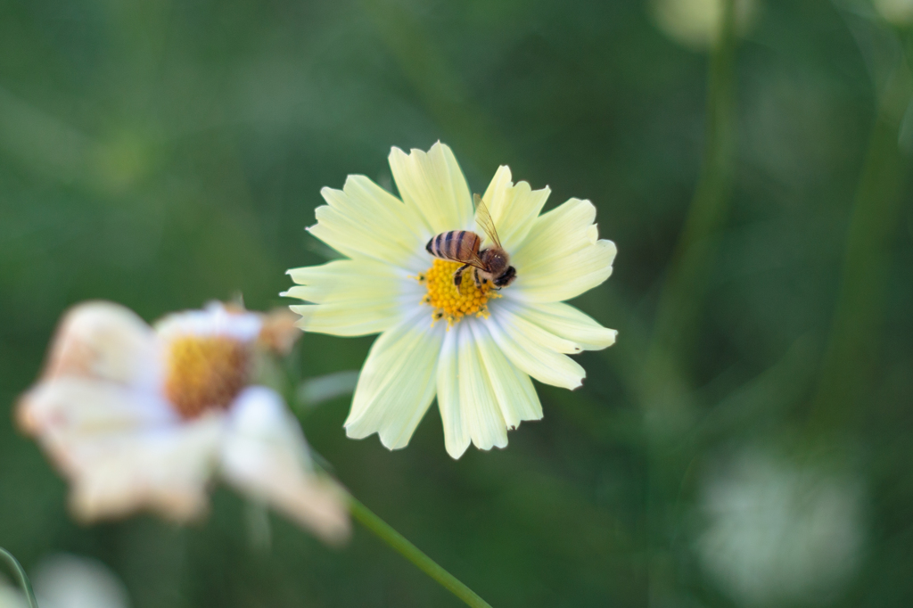 Cosmos with Bee