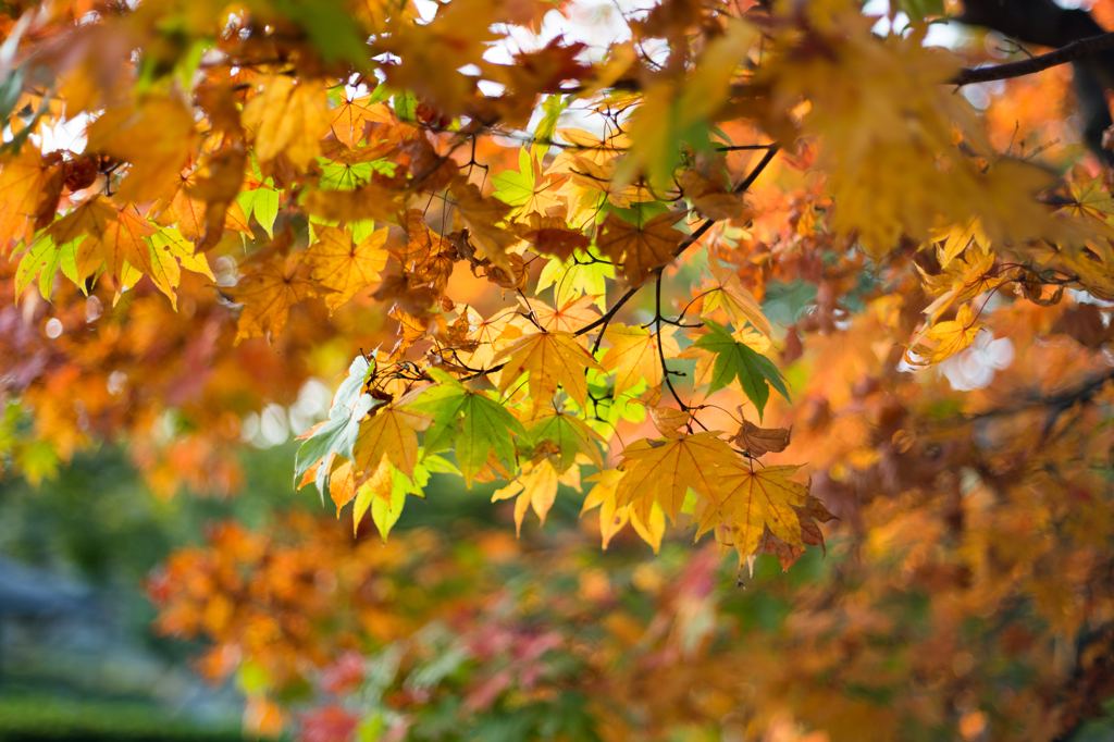 秋の葉