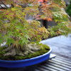 鉢植え 2