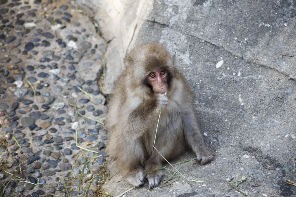 上野動物園のサル
