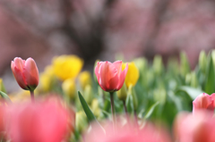 チューリップ