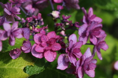 紫陽花