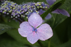 紫陽花