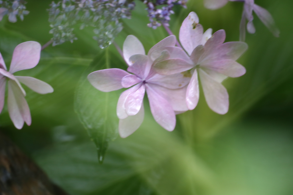 紫陽花