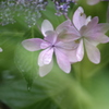 紫陽花