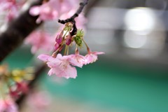 満開のみなみさくら(河津桜）②