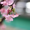 満開のみなみさくら(河津桜）②