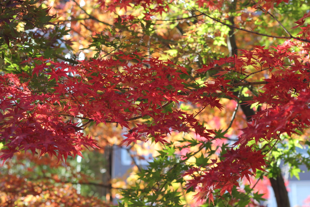 松本市 四柱神社の紅葉