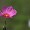 秋桜一輪