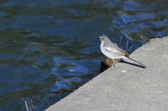 鳥撮り練習中 Ⅰ