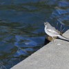 鳥撮り練習中 Ⅰ
