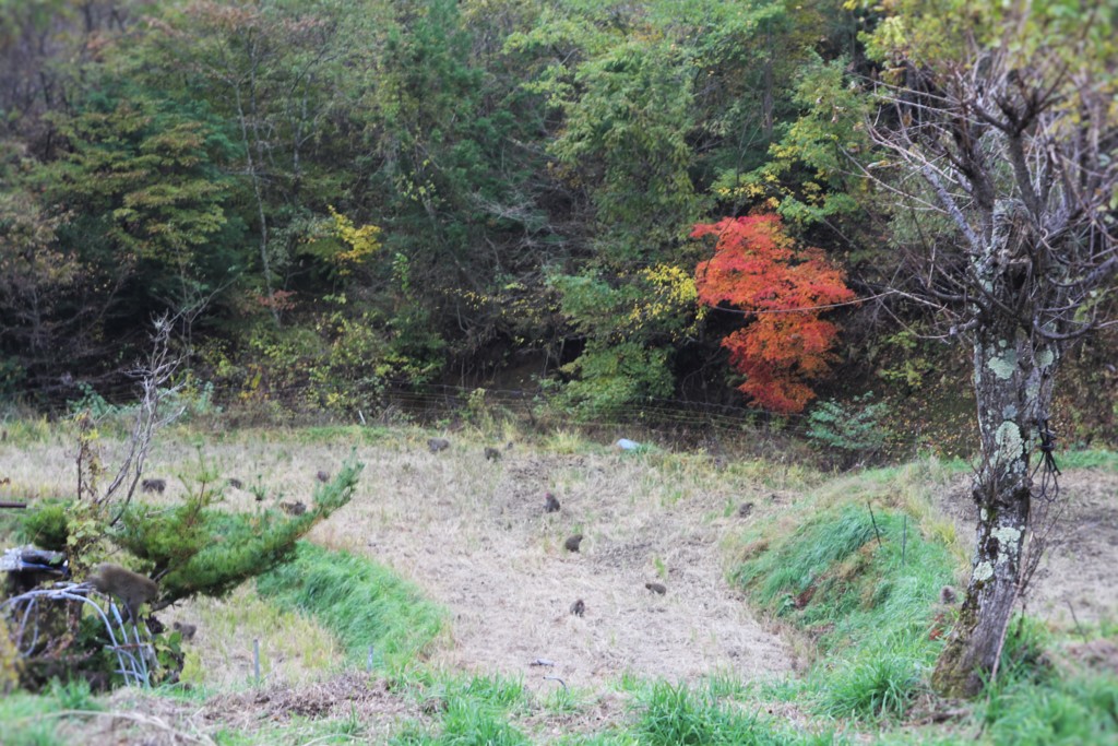 里山の秋