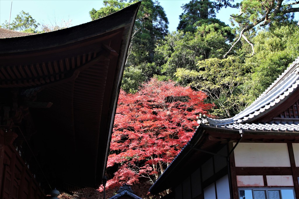 伊勢 金剛證寺の紅葉