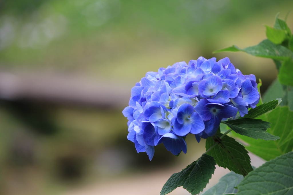 梅雨時の花(2)