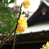 みつまた