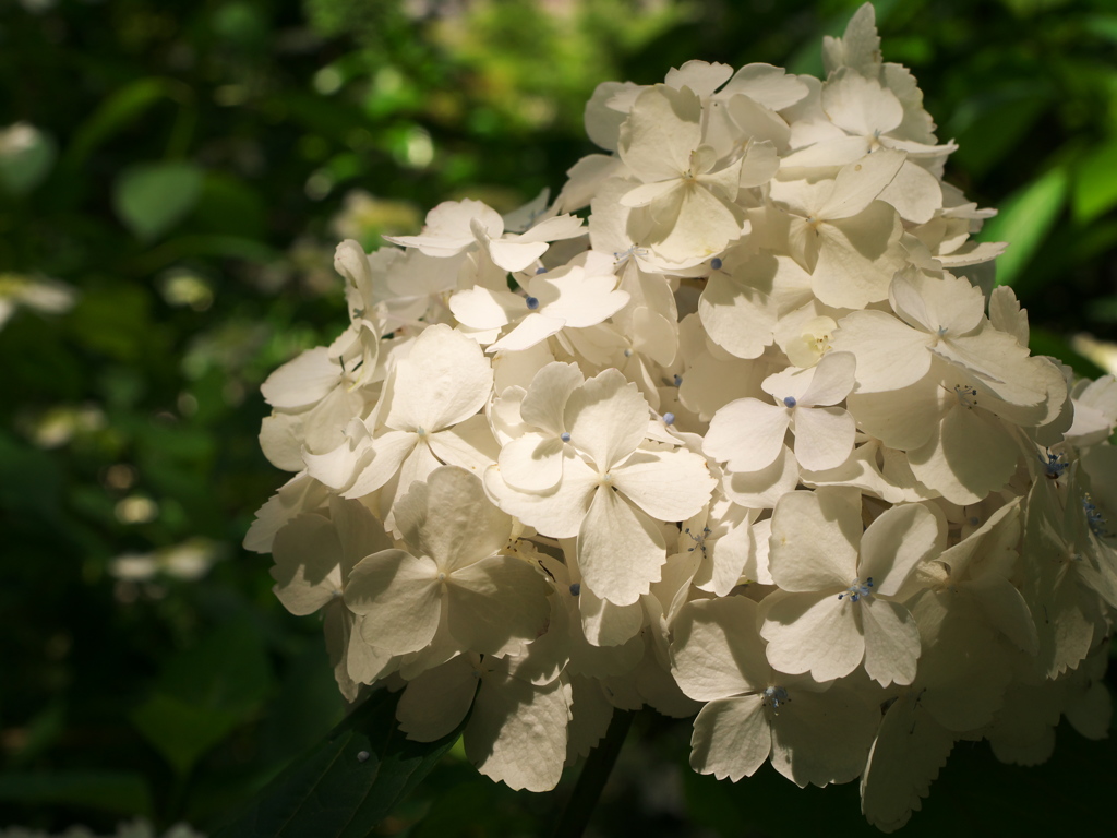 紫陽花2015-1