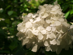 紫陽花2015-1