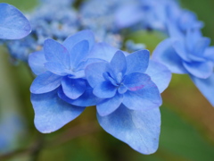 紫陽花2015-2