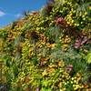Flower wall
