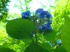 紫陽花2015-3