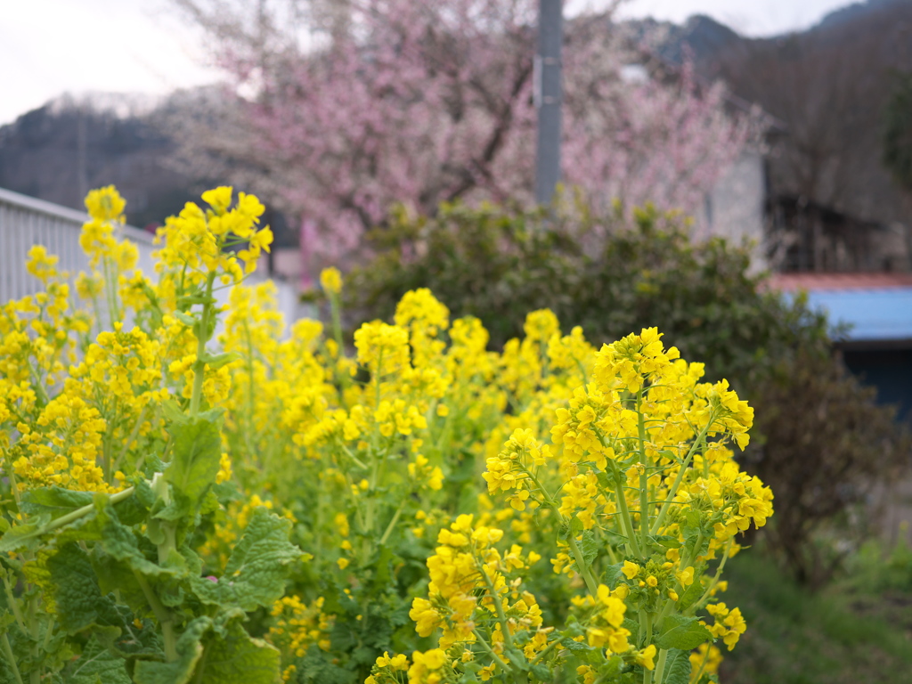 自治会長の菜の花