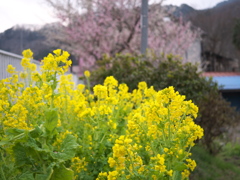 自治会長の菜の花