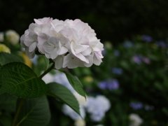 紫陽花2015-4