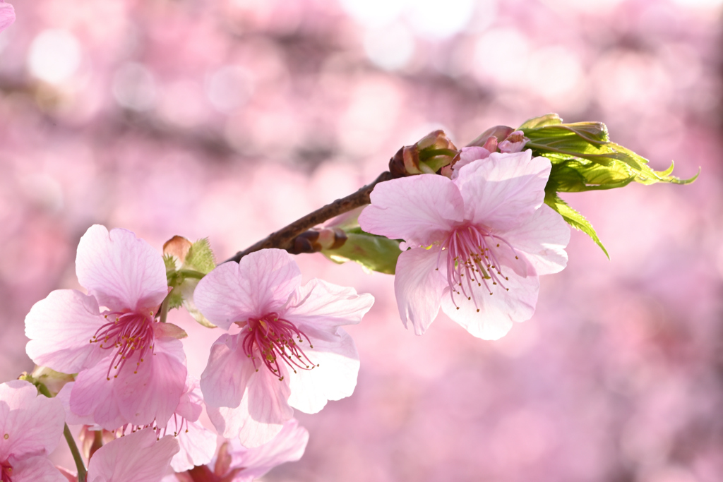 木洩れ日のなかの桜