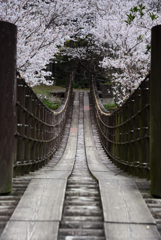 桜と吊橋