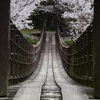 桜と吊橋