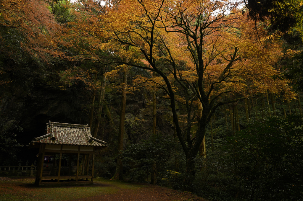 岩戸神社と楓_