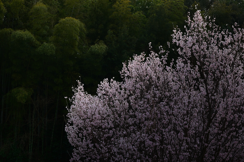 早咲きの桜