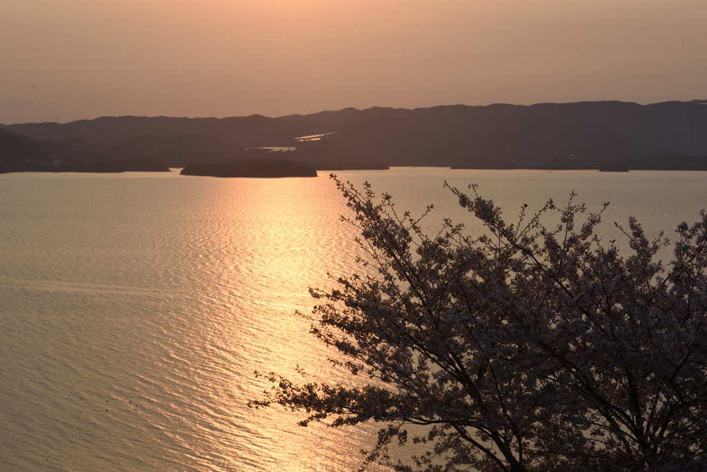 夕刻の桜