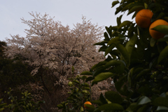 ミカン畑から山桜
