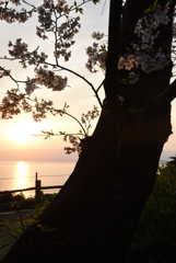 夕日に照らされる桜