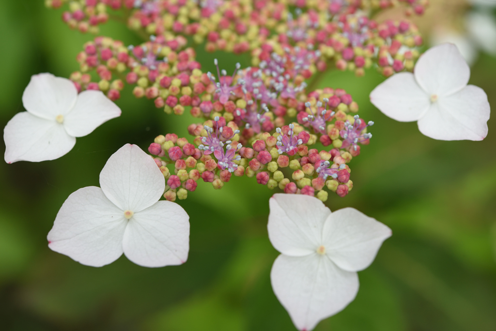 がくあじさいの花