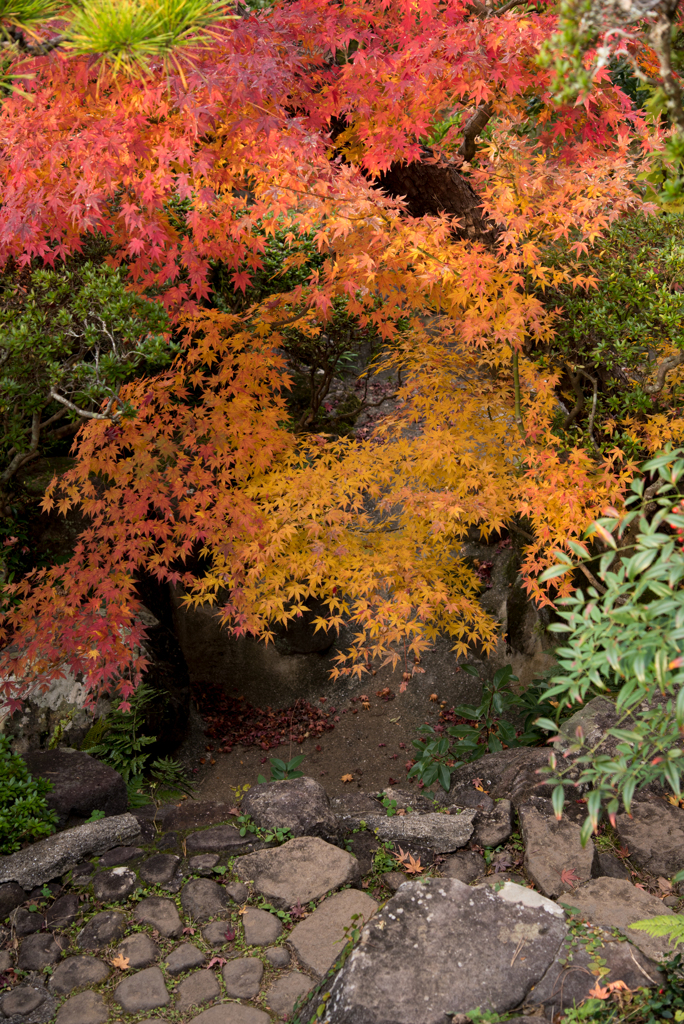 心田庵の紅葉