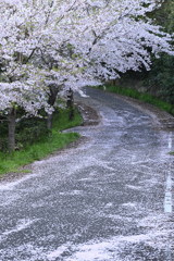 桜で化粧した農道