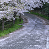 桜で化粧した農道
