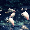 鳥たちの休息