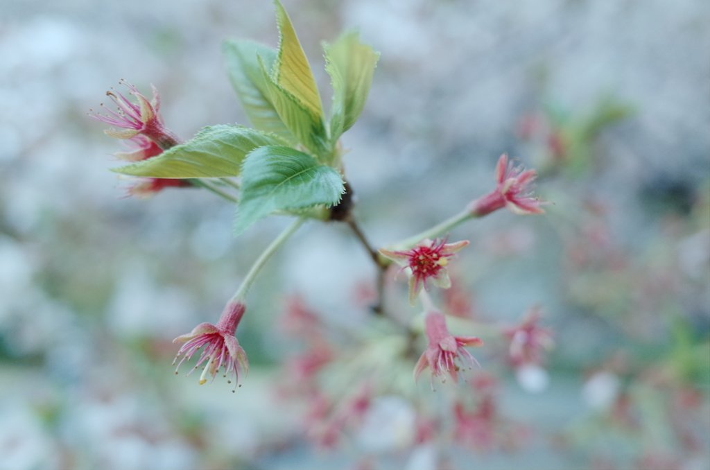 桜散っても