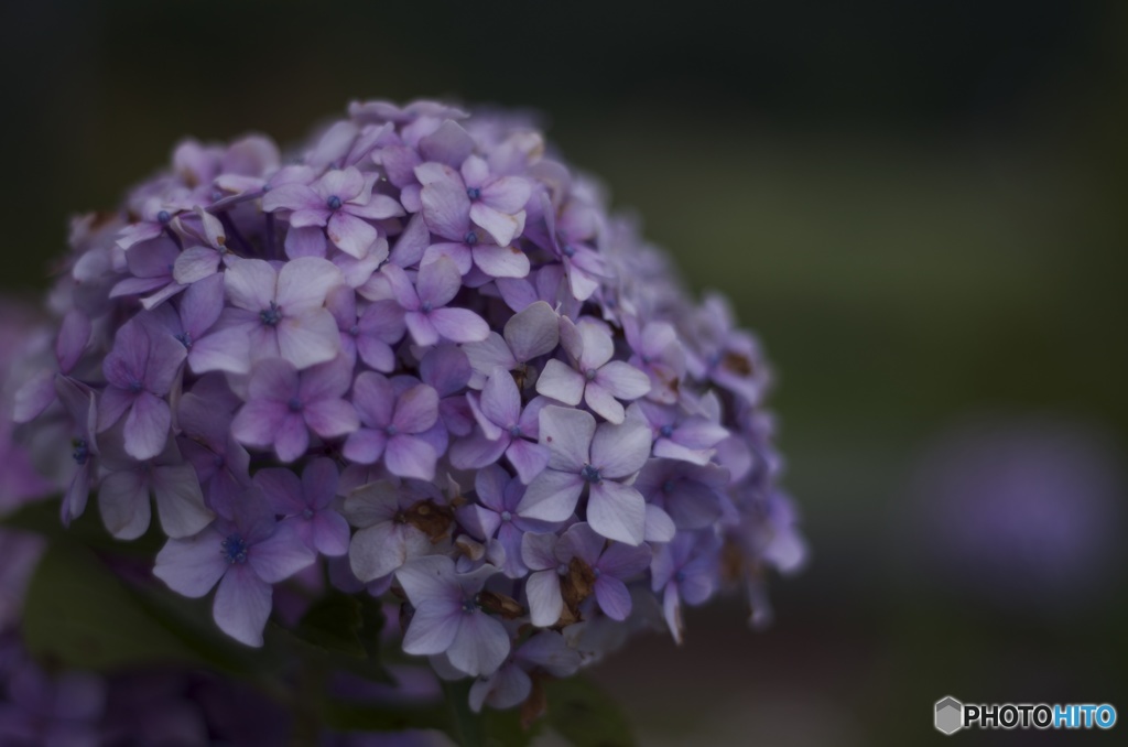 オールドレンズ